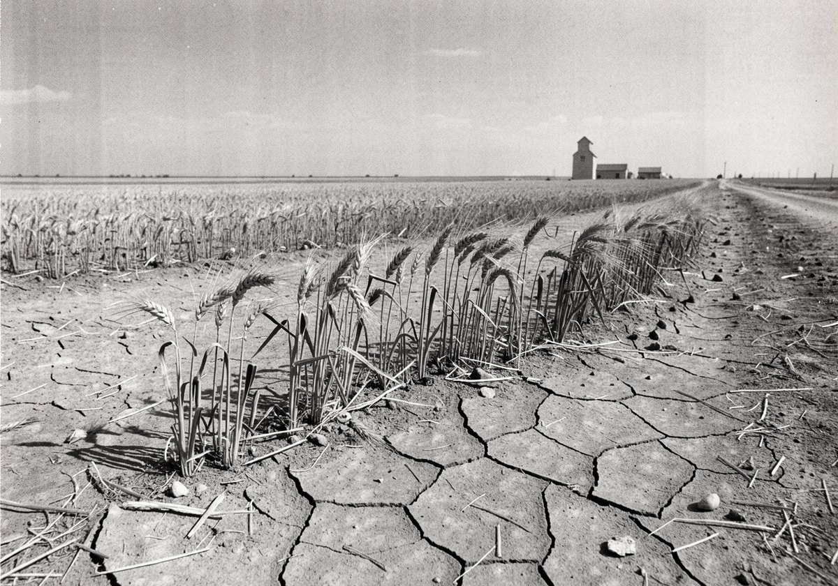 A short, thin stand of wheat in cracked dry ground, the Ellery elevator on the horizon under a hazy sky.